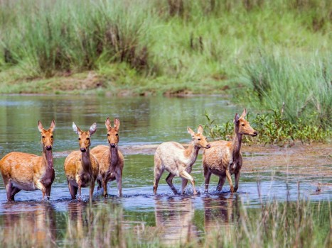 Bardia national Park