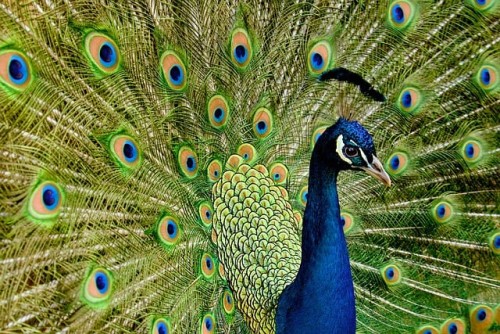 Bird Watching in Nepal