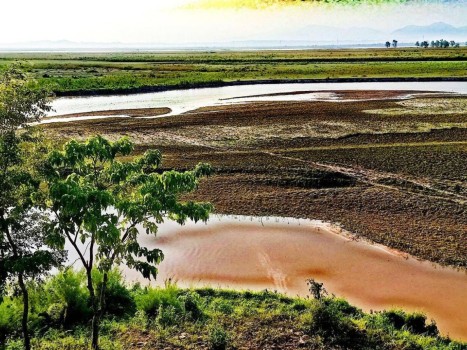Koshi Tappu