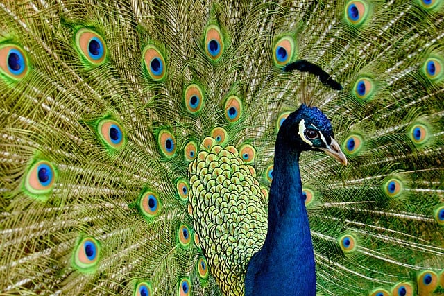 Bird Watching in Nepal