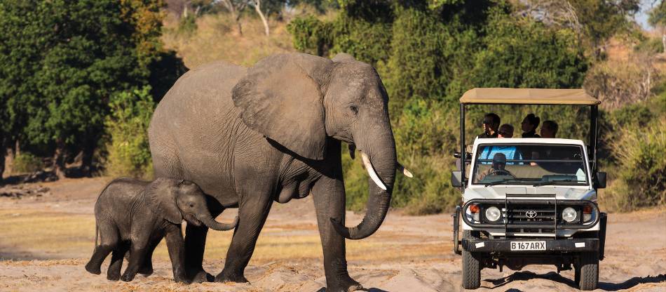 Wildlife Safari