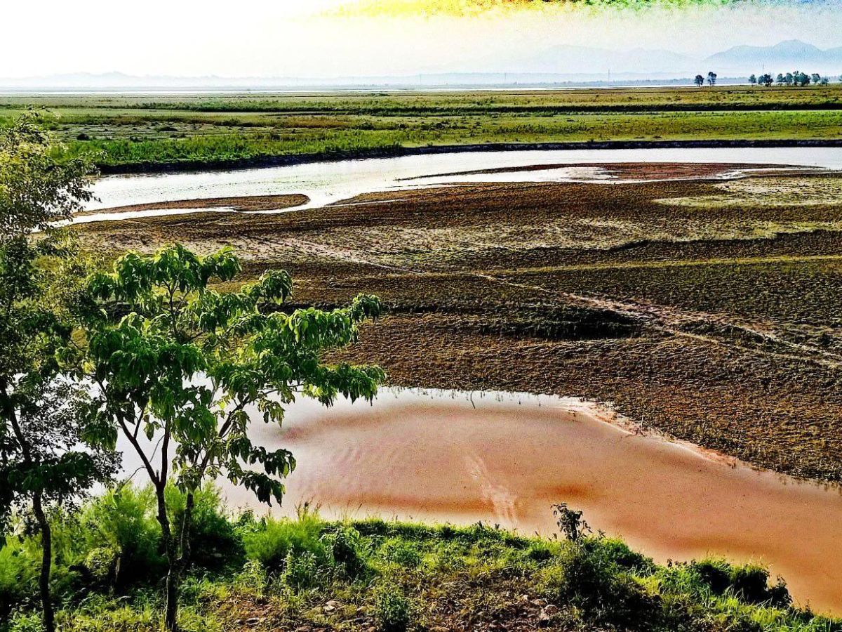 Koshi Tappu