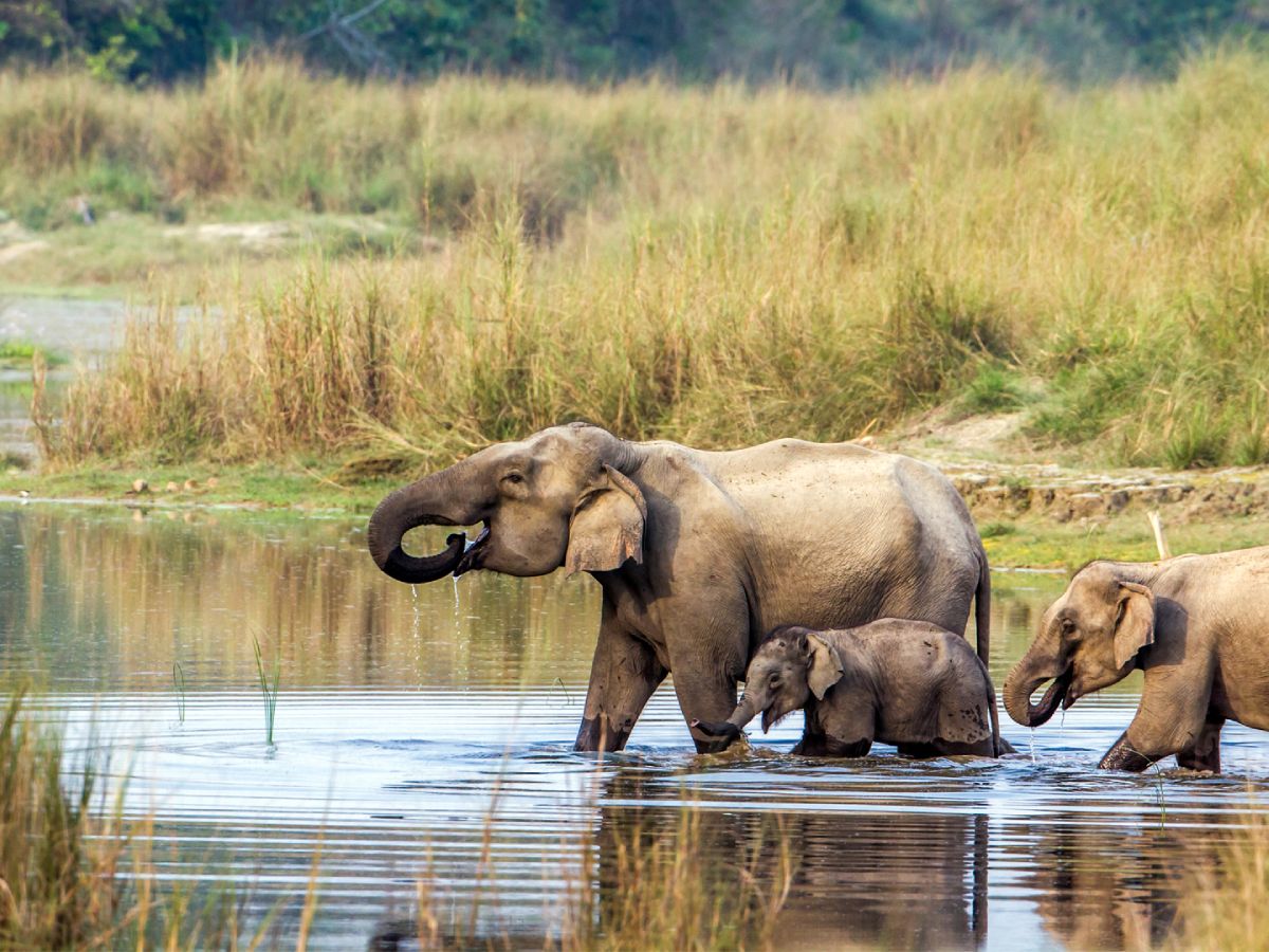 Royal Chitwan National Park