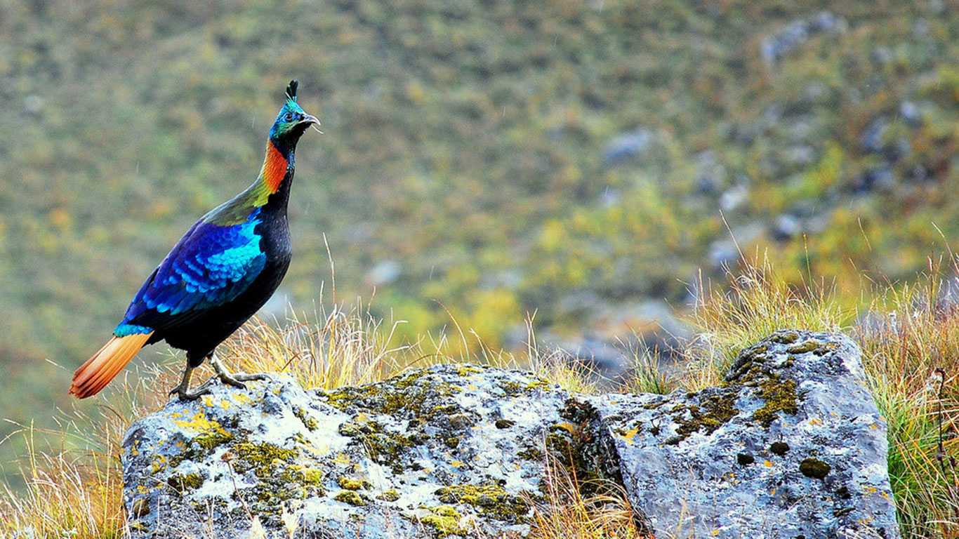 Bird Watching in Nepal
